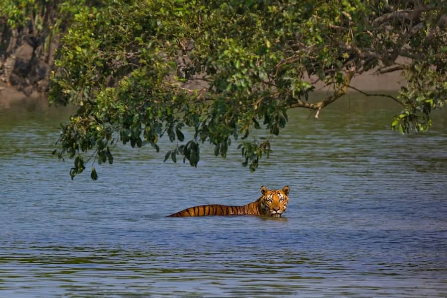 Manas, Nameri and Kaziranga National Parks Tour