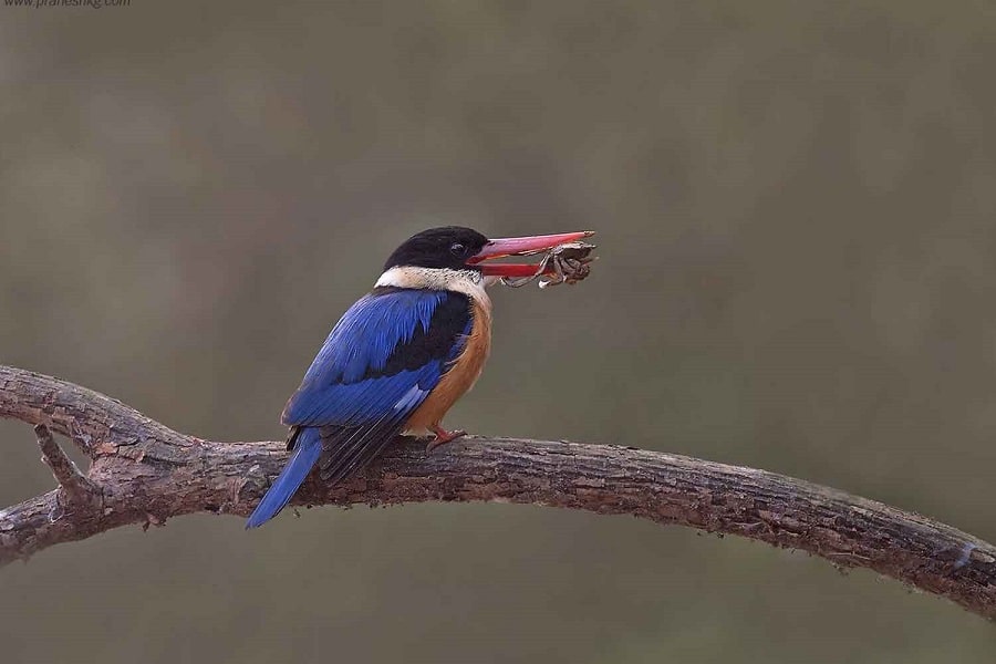 Birding in Assam and West Bengal