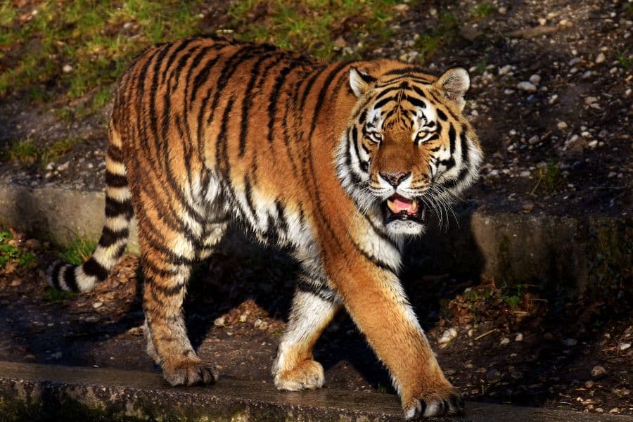 Wildlife & Bird Watching Photography Tour