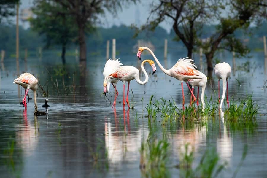 Wildlife & Bird Watching Photography Tour