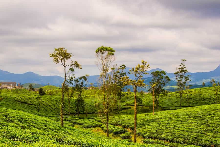 Tea Estate Tour of South India