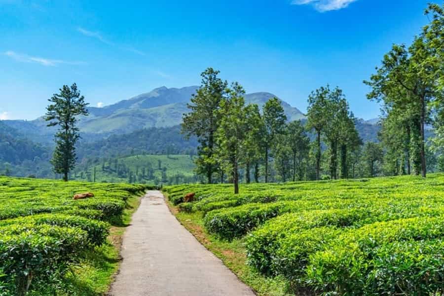 South Indian Tea Estate Tour Package