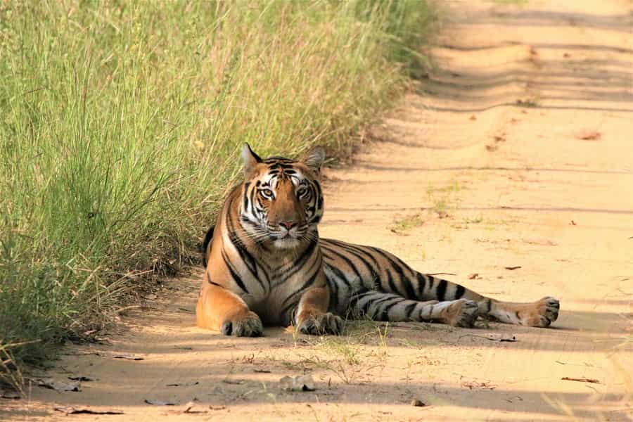 Wildlife Photography Tour with Taj Mahal