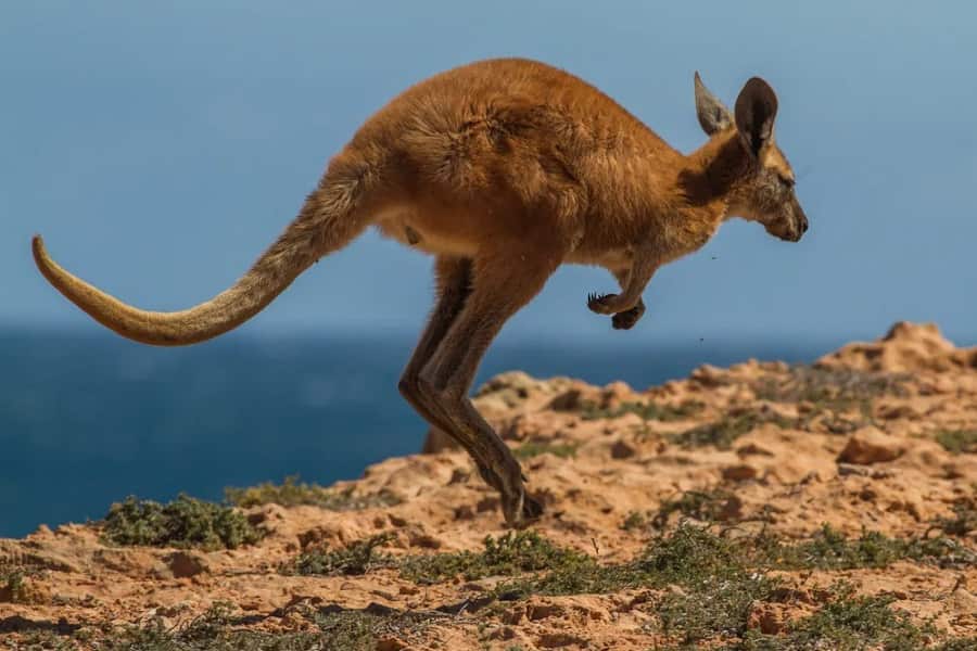 Rotary Convention 2025 - Australia Tour