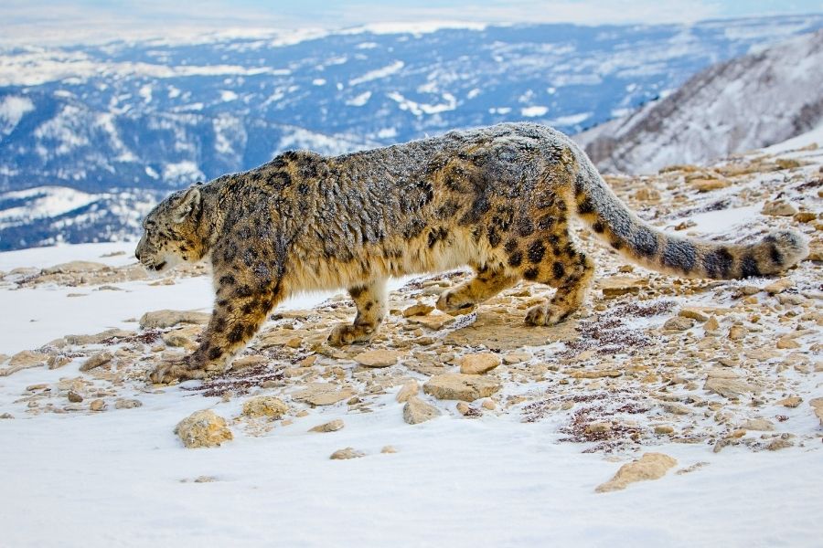 Snow Leopard Expedition - Signature Wildlife Tour