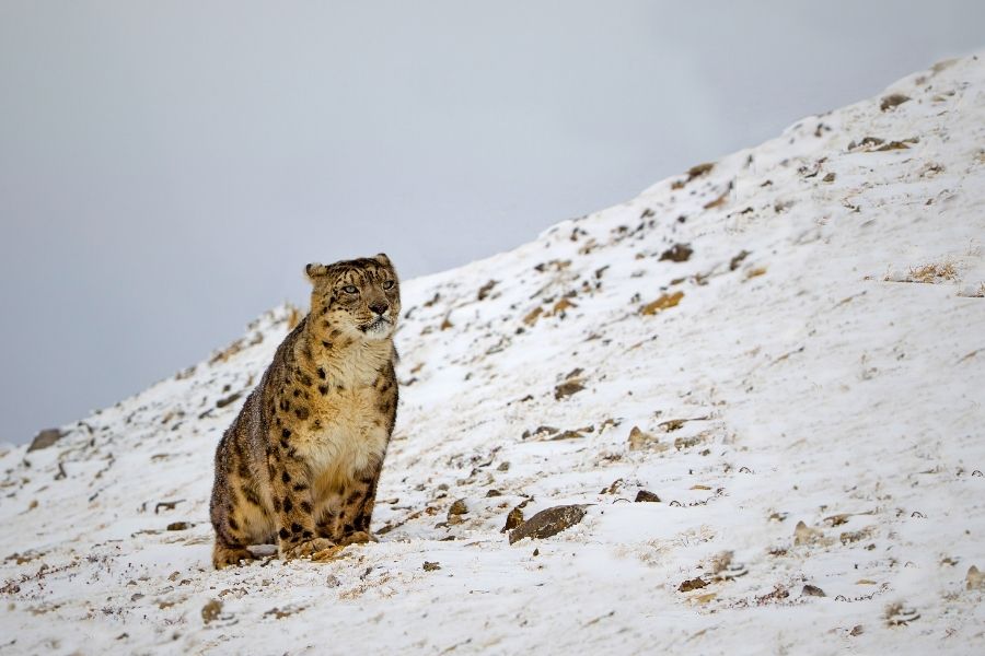 Snow Leopard Expedition - Signature Wildlife Tour