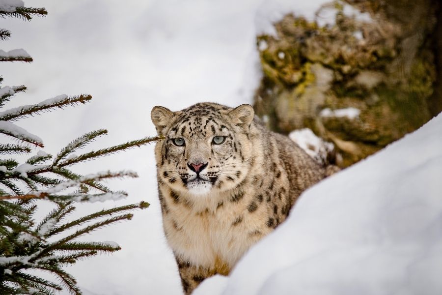 Snow Leopard Expedition - Signature Wildlife Tour