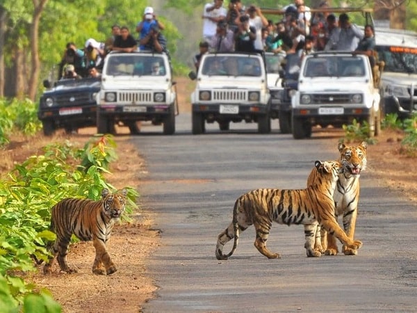 Corbett Tour Packages