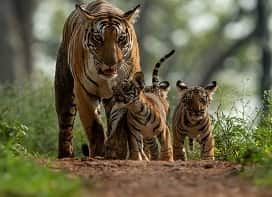 Kanha National Park Tour Packages