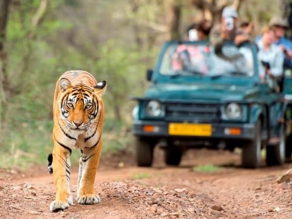 Ranthambore Tour Packages