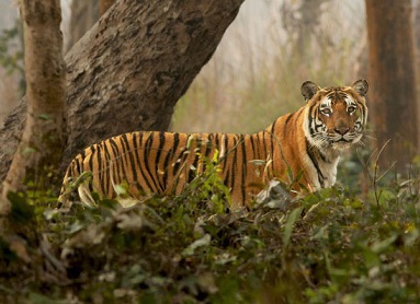 Sundarban Tour Packages