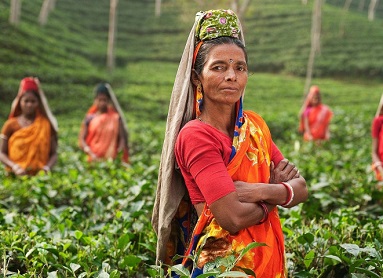 Tea Tour Of India