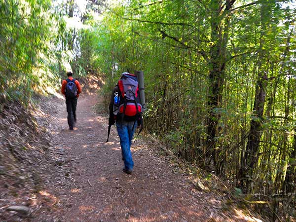 Barsey Rhododendron Sanctuary Trek