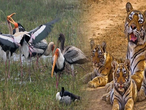 Bharatpur - Ranthambore Wildlife Tour