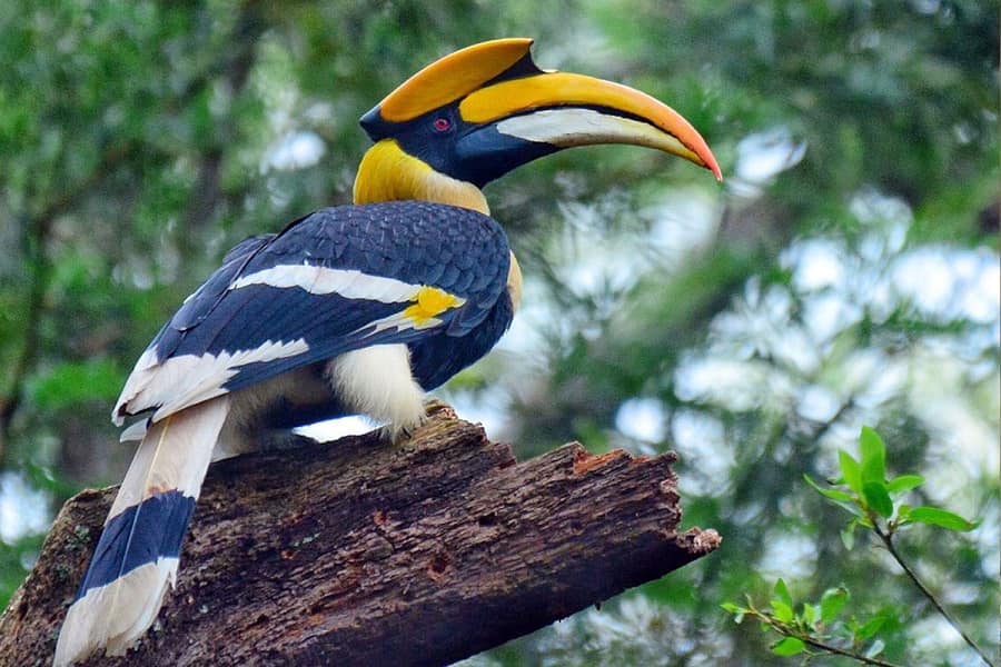 Birding in Assam and West Bengal