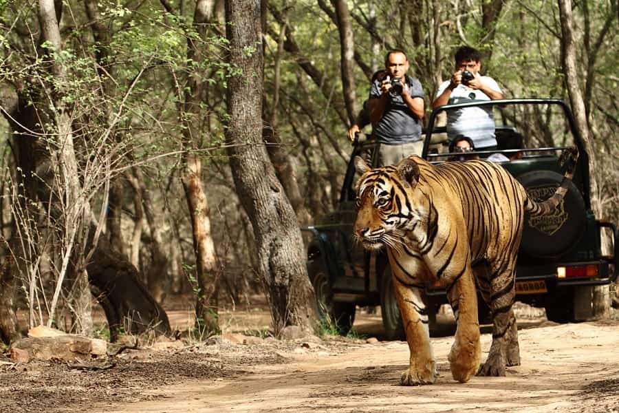 Corbett Wildlife Safari