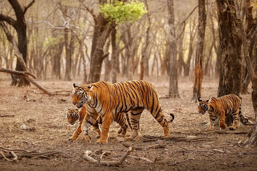 Delhi Ranthambore Weekend Tour