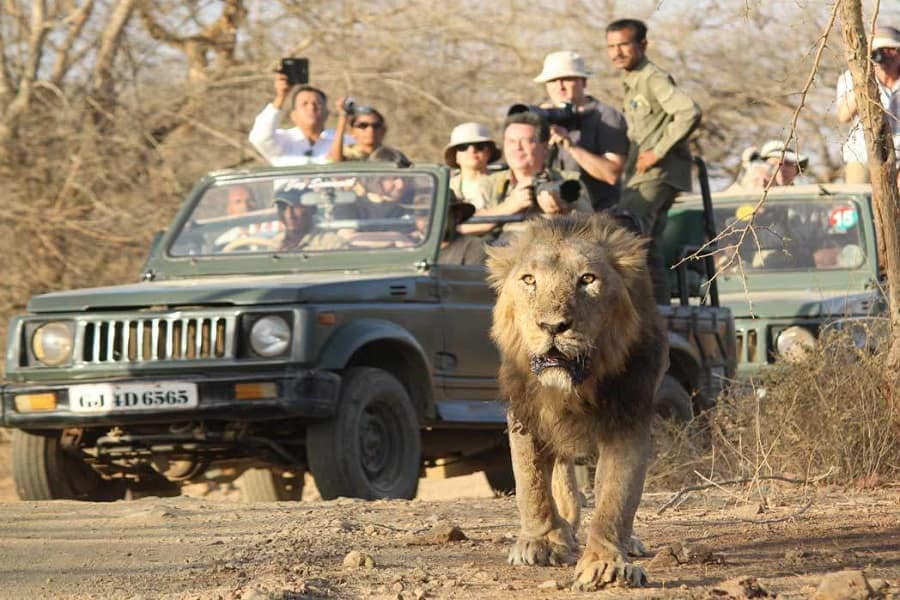 jungle safari gir booking