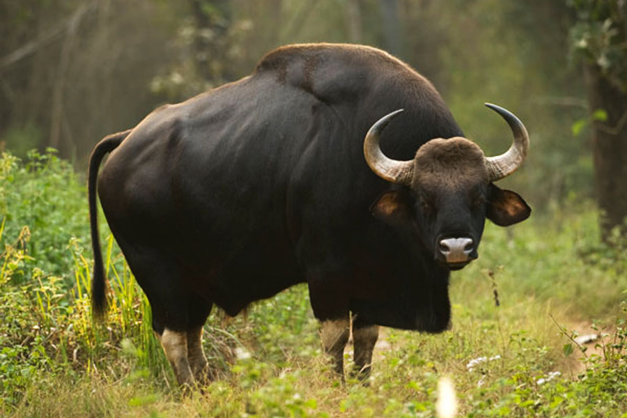 Gujarat Wildlife Tour Package