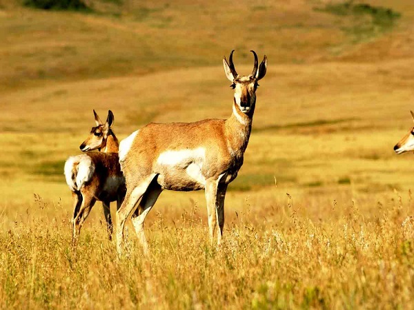 Jungle Trails of South India