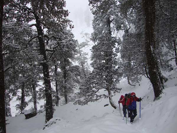 Kuari Pass Trek In Uttarakhand