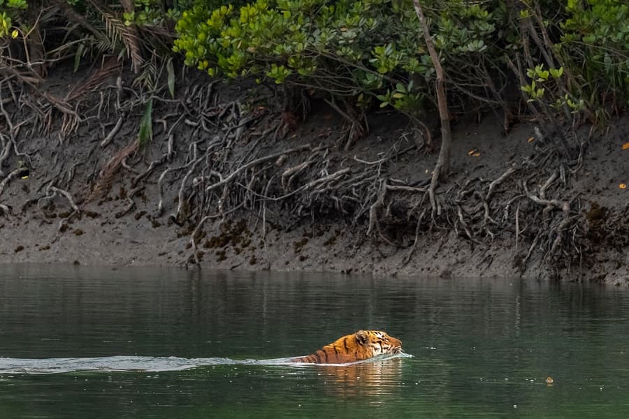 Mysterious Sunderbans Tour