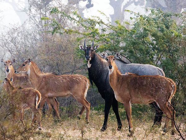 Satpura And Pench National Park Tour