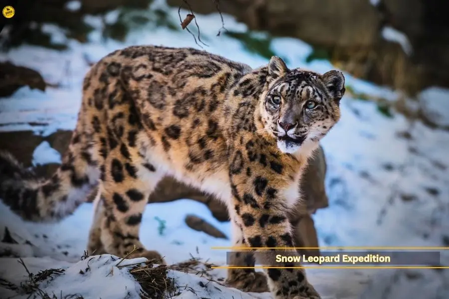 Snow Leopard Expedition - Signature Wildlife Tour