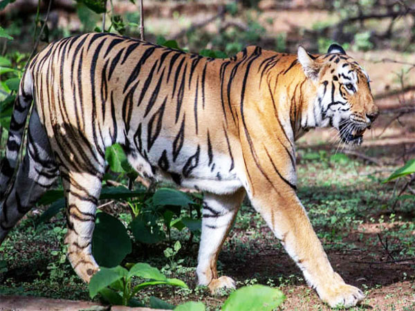Wildlife Tour Of South India