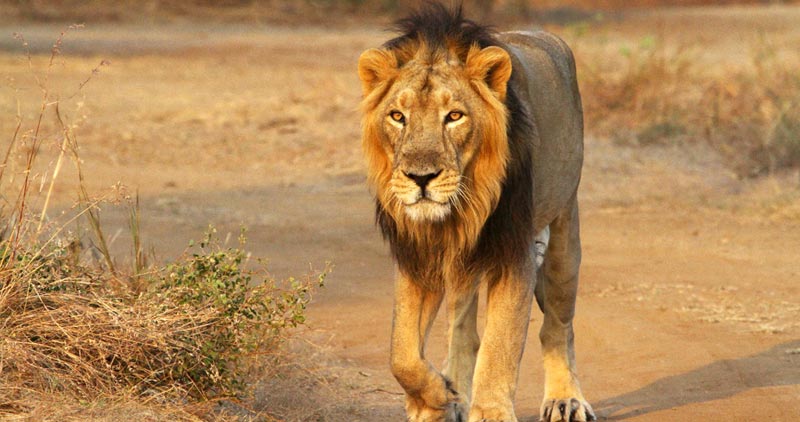 Land of Lions